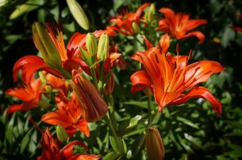 Flowers Stock Photos