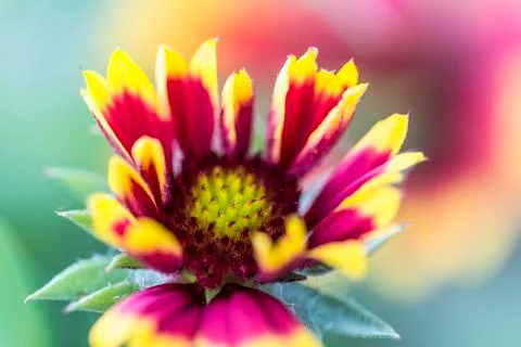 Flowers Stock Photos