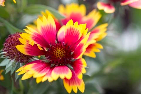 Flowers Stock Photos