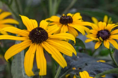 Flowers Stock Photos