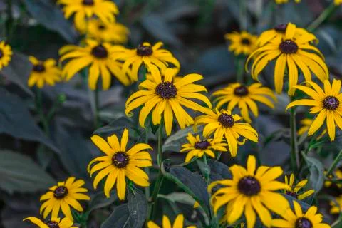 Flowers Stock Photos