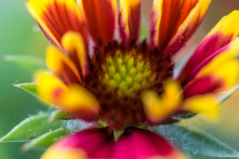 Flowers Stock Photos