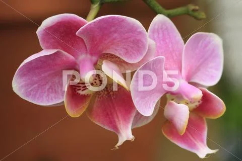 Flowers Stock Photos