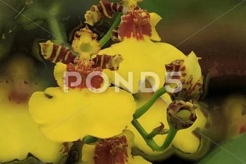 Flowers Stock Photos