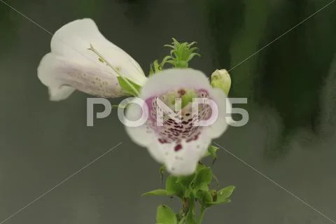 Flowers Stock Photos