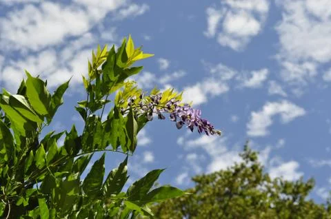 Flowers Stock Photos