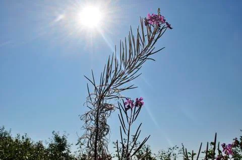 Flowers Stock Photos