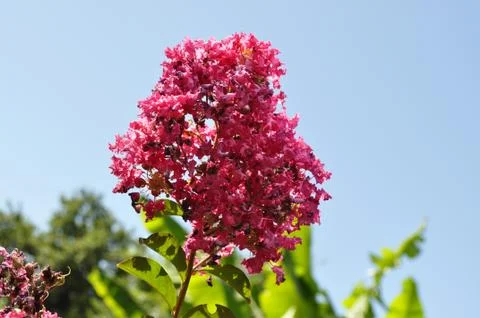 Flowers Stock Photos