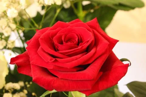 Flowers Stock Photos