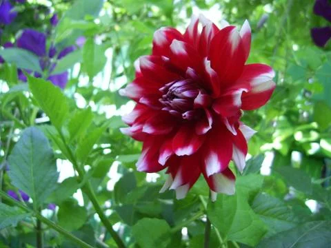 Flowers Stock Photos