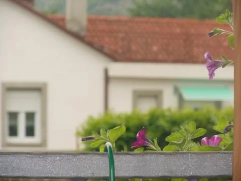 Flowers 写真素材