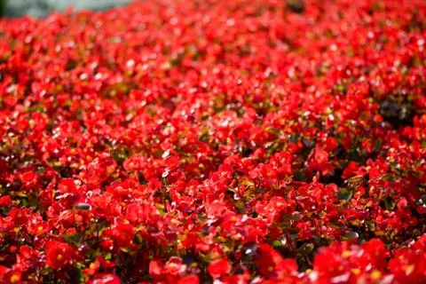 Flowers Stock Photos