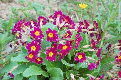 Flowers Stock Photos