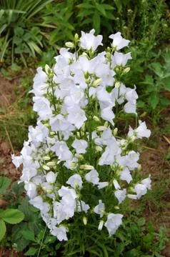 Flowers Stock Photos