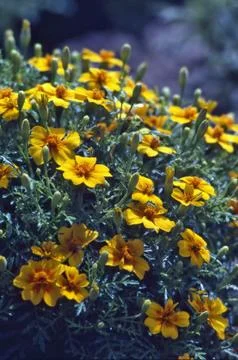 Flowers Stock Photos