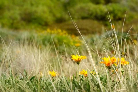 Flowers Stock Photos