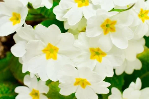 Flowers Stock Photos