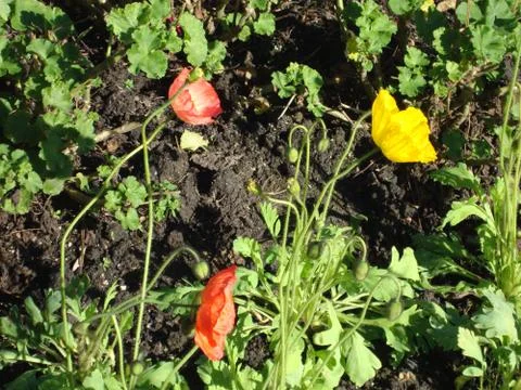 Flowers Stock Photos