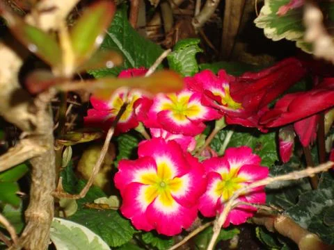 Flowers Stock Photos