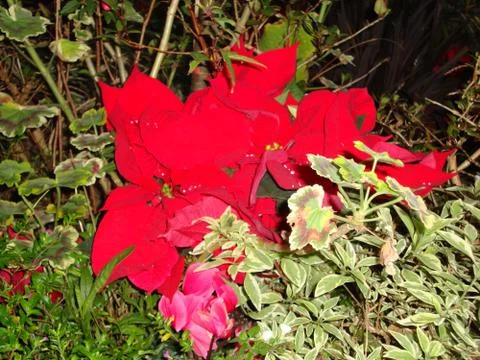 Flowers Stock Photos