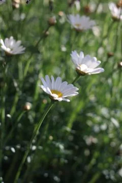 Flowers Stock Photos