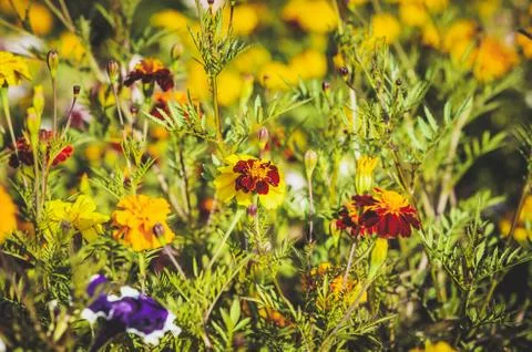 Flowers Stock Photos