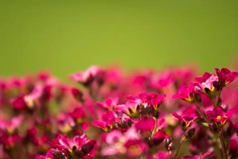 Flowers Stock Photos