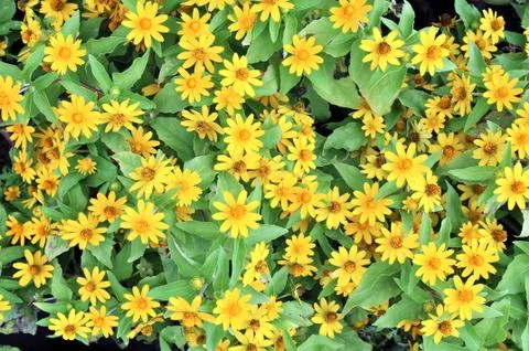 Flowers Stock Photos