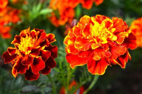 Flowers Stock Photos