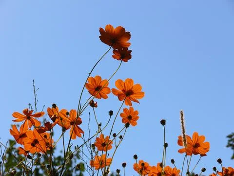 Flowers Stock Photos