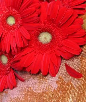 Flowers. Stock Photos