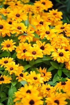 Flowers Stock Photos