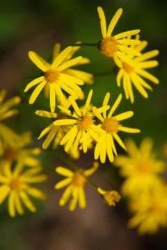 Flowers Stock Photos