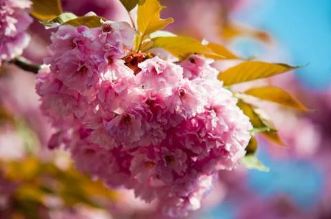 Flowers Stock Photos