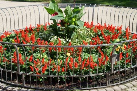 Flowers Stock Photos