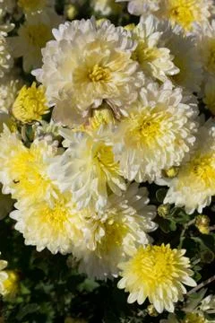 Flowers Stock Photos