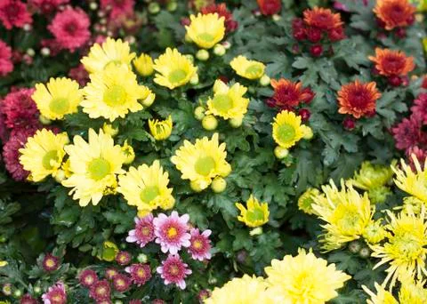 Flowers Stock Photos