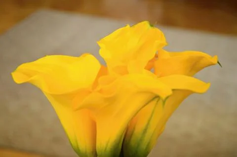 Flowers Stock Photos