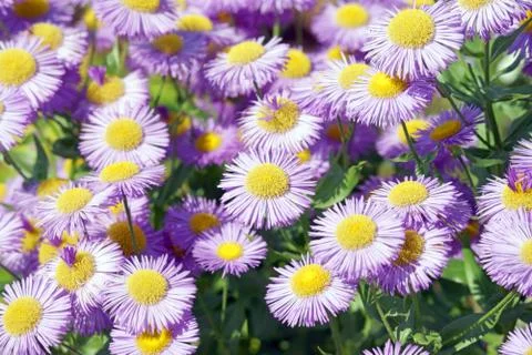 Flowers Stock Photos