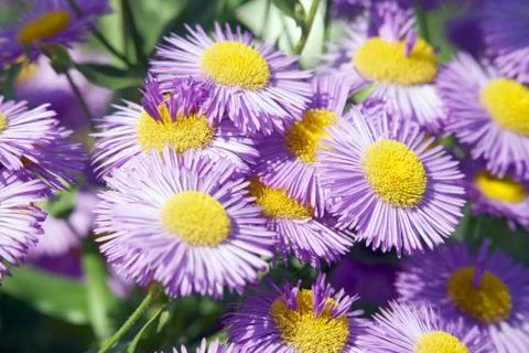 Flowers Stock Photos