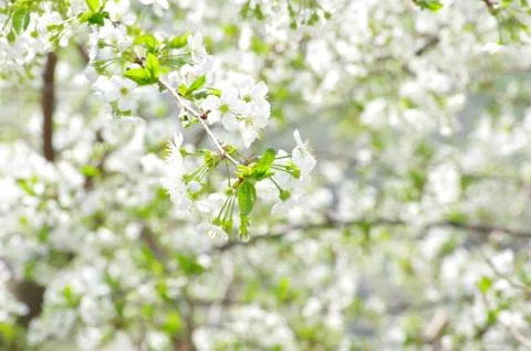 Flowers Foto stock