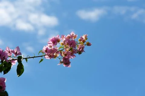 Flowers Stock Photos