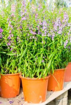 Flowers Stock Photos