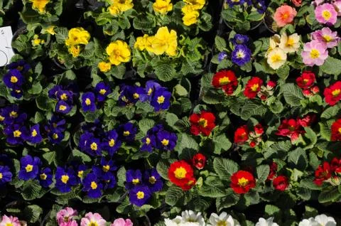 FLowers Stock Photos