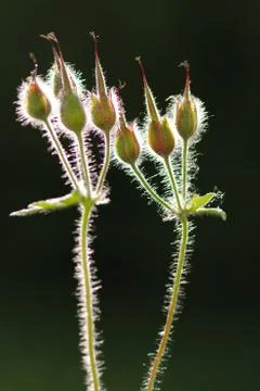 Flowers Stock Photos
