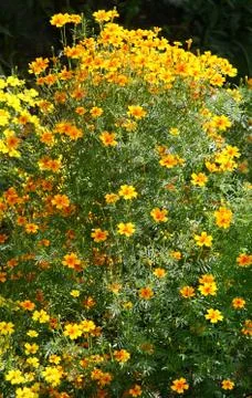 Flowers. Stock Photos