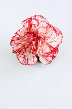 Flowers Stock Photos