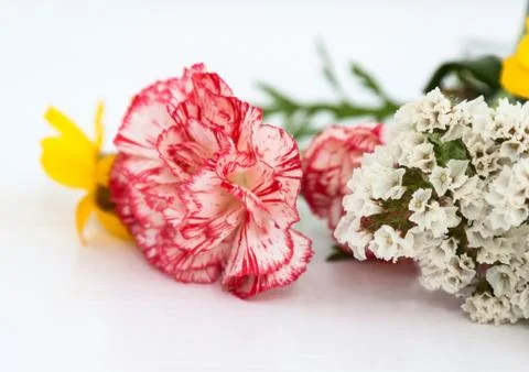 Flowers Stock Photos