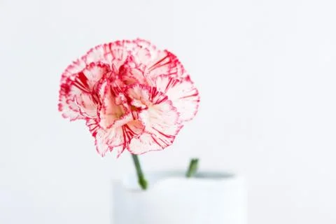 Flowers Stock Photos