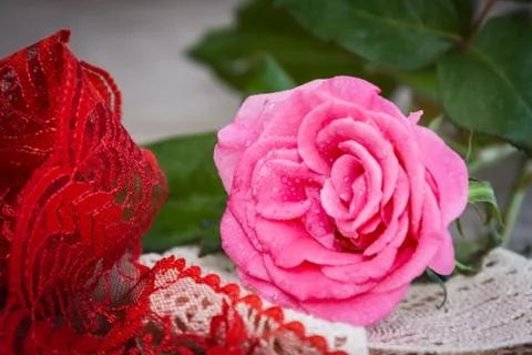 Flowers Stock Photos